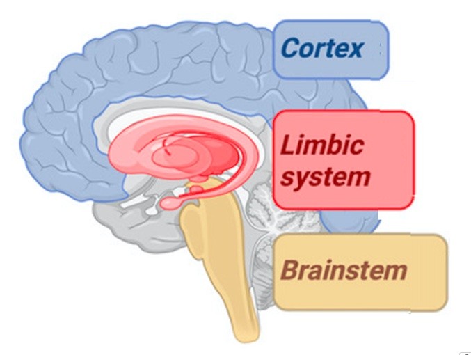 cerveau